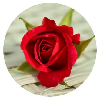 La Rosa: la reina de las flores en aromaterapia